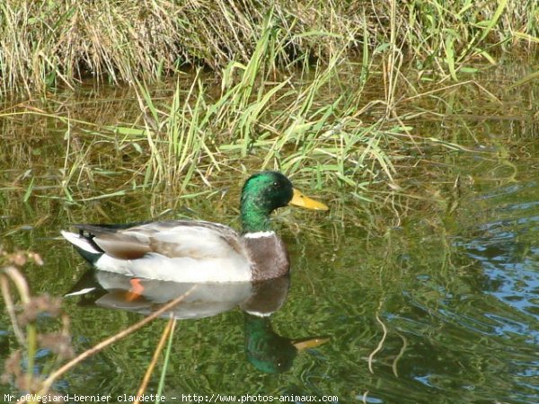 Photo de Canard