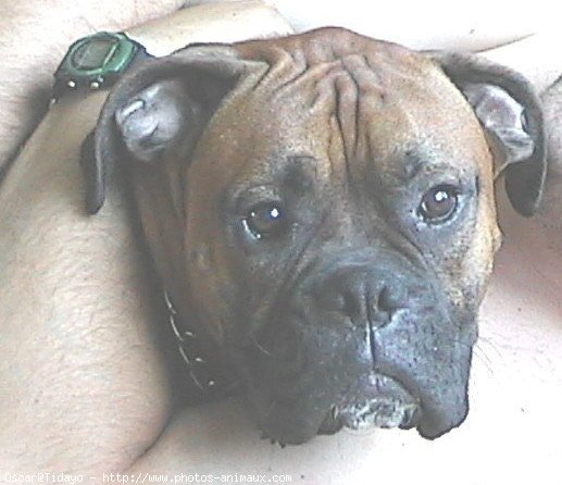 Photo de Boxer