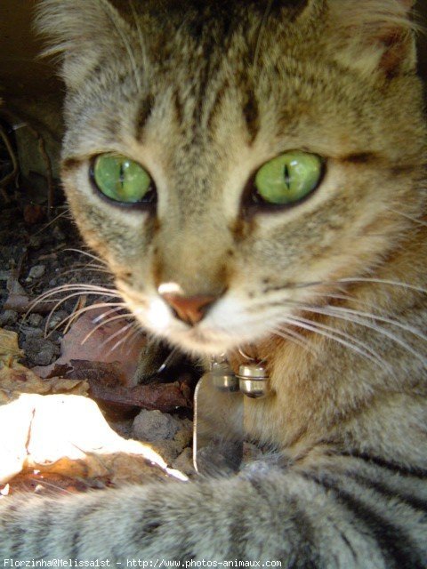 Photo de Chat domestique