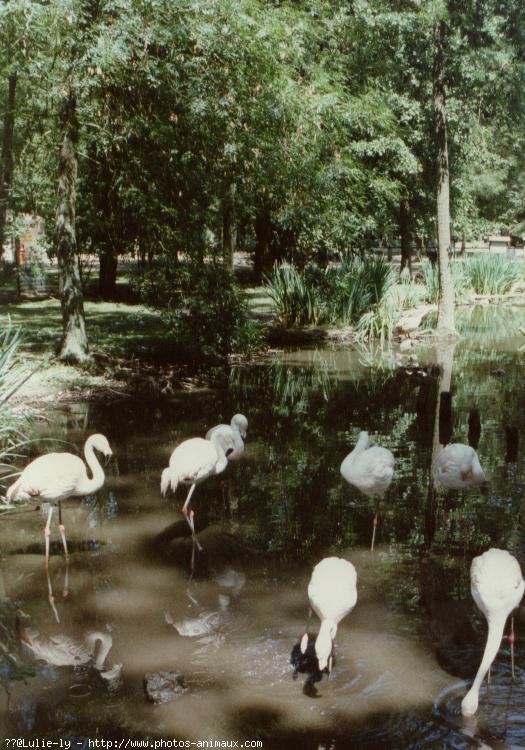 Photo de Flamand rose