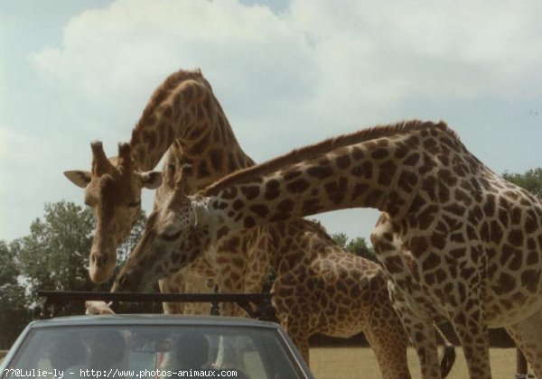 Photo de Girafe