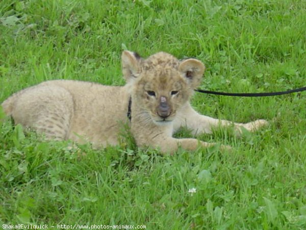 Photo de Lion