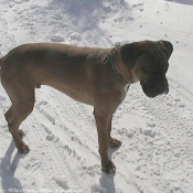 Photo de Boxer