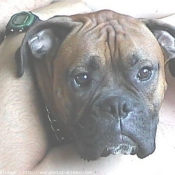 Photo de Boxer