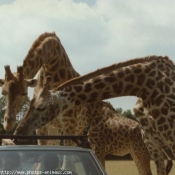 Photo de Girafe