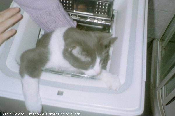 Photo de Chat domestique