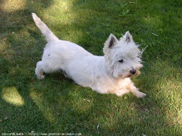 Photo de West highland white terrier