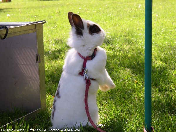 Photo de Lapin