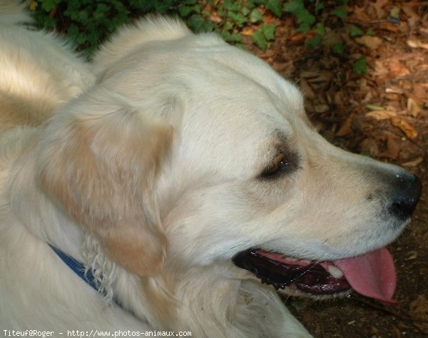 Photo de Golden retriever