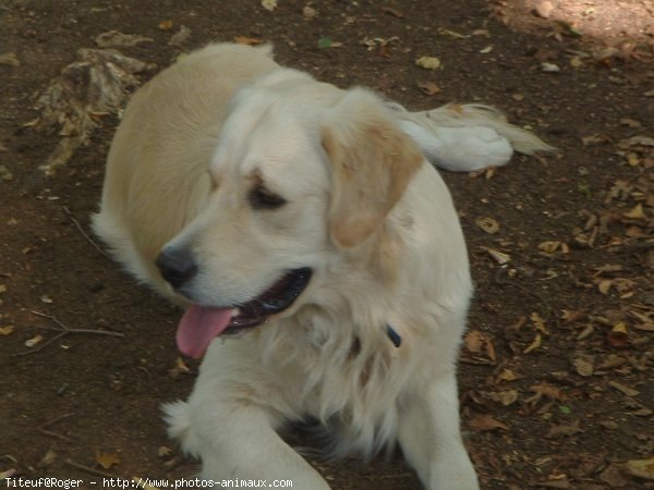 Photo de Golden retriever