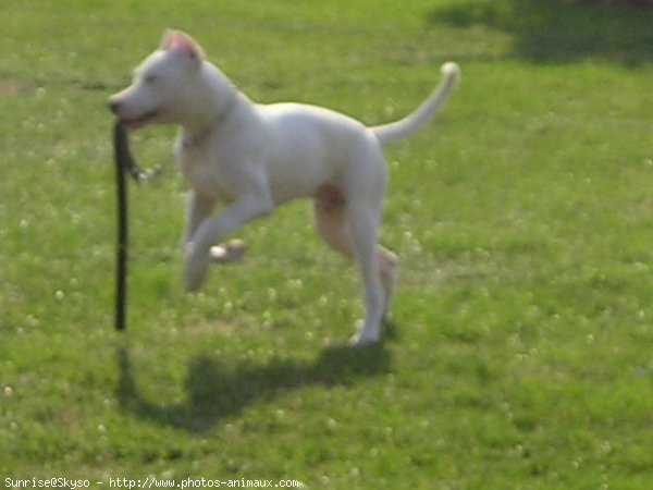 Photo de Dogue argentin