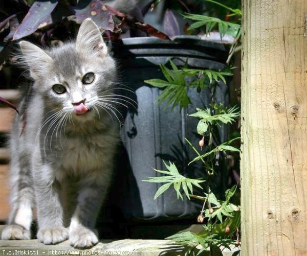 Photo d'American shorthair