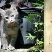 Photo d'American shorthair