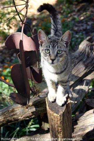 Photo d'American shorthair