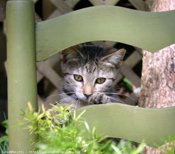 Photo d'American shorthair