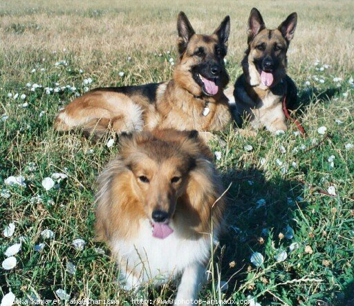 Photo de Chien de berger des shetland