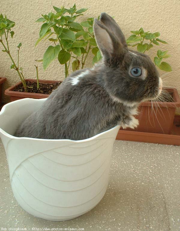 Photo de Lapin