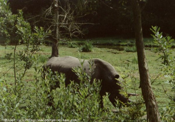 Photo de Rhinocros