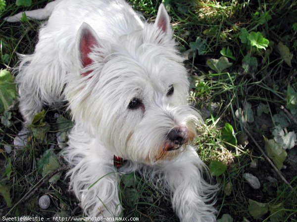 Photo de West highland white terrier