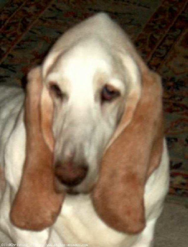 Photo de Basset hound