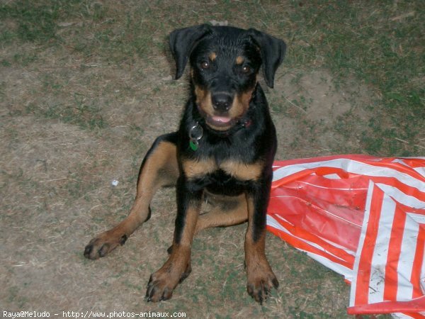 Photo de Rottweiler