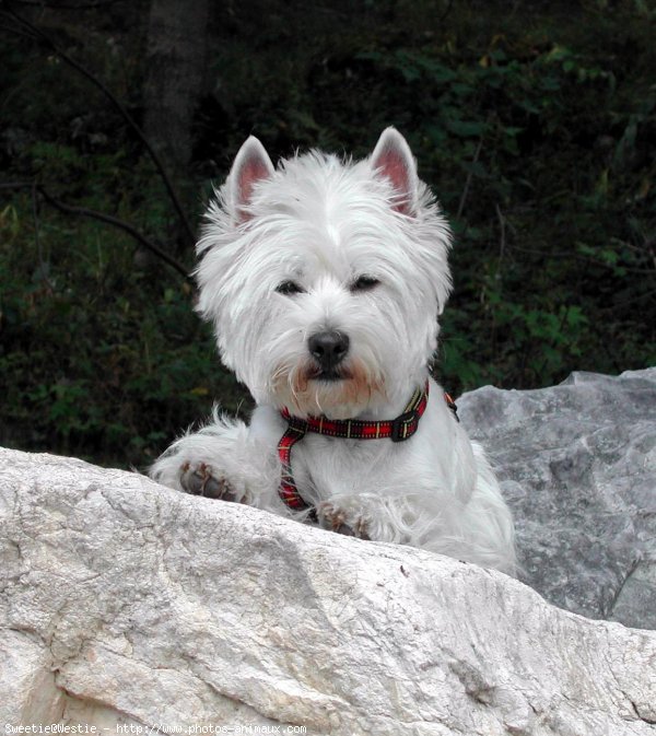 Photo de West highland white terrier