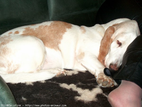 Photo de Basset hound