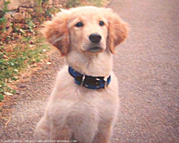 Photo de Golden retriever