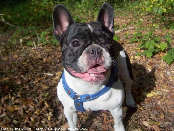 Photo de Bouledogue franais