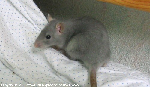 Photo de Rat