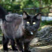 Photo d'American shorthair