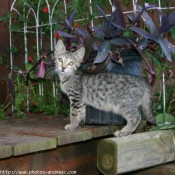 Photo d'American shorthair