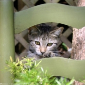 Photo d'American shorthair