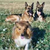 Photo de Chien de berger des shetland