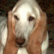 Photo de Basset hound