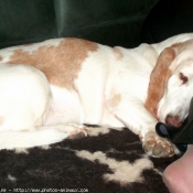 Photo de Basset hound