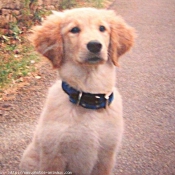 Photo de Golden retriever