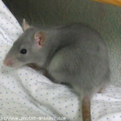 Photo de Rat