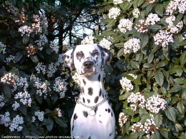 Photo de Dalmatien