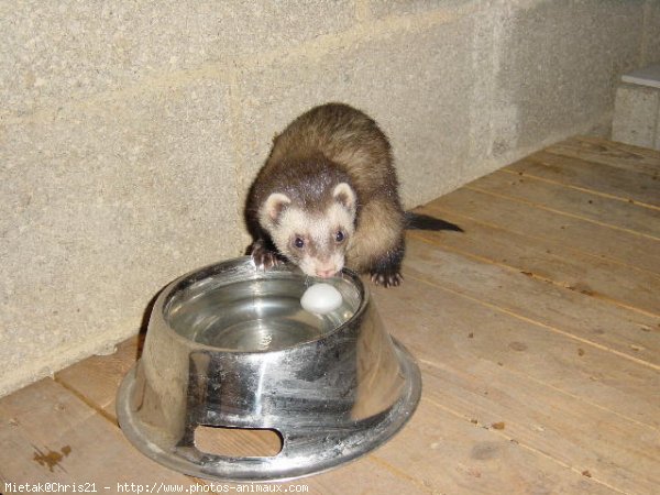 Photo de Furet