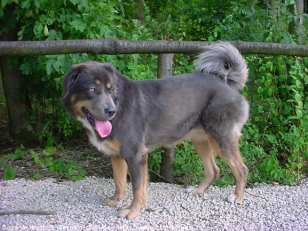 Photo de Dogue du tibet