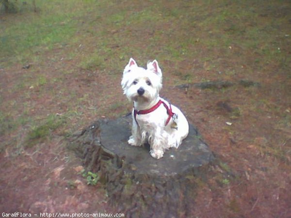 Photo de West highland white terrier