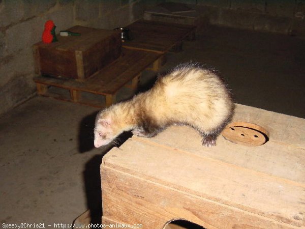 Photo de Furet