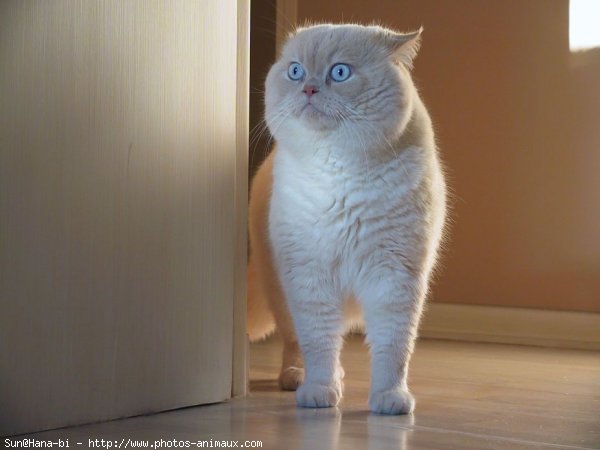 Photo d'Exotic shorthair