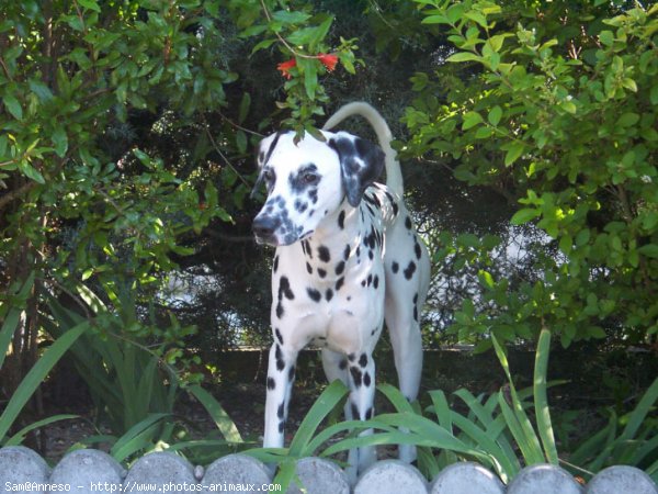 Photo de Dalmatien