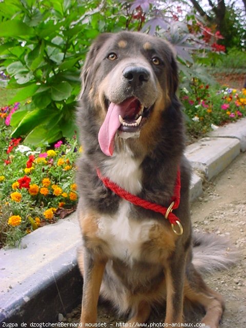 Photo de Dogue du tibet