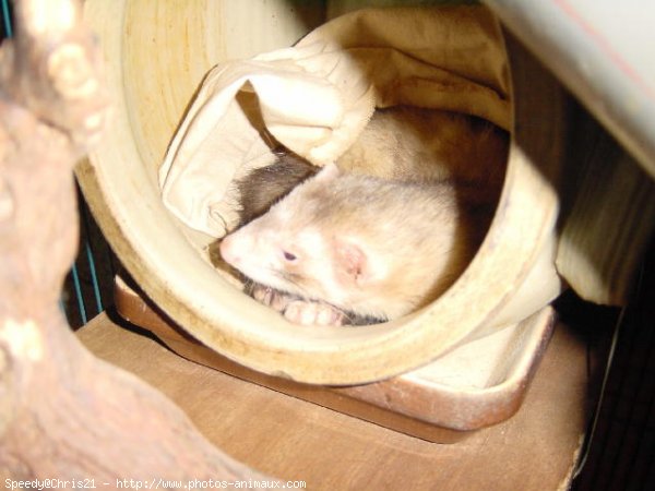 Photo de Furet