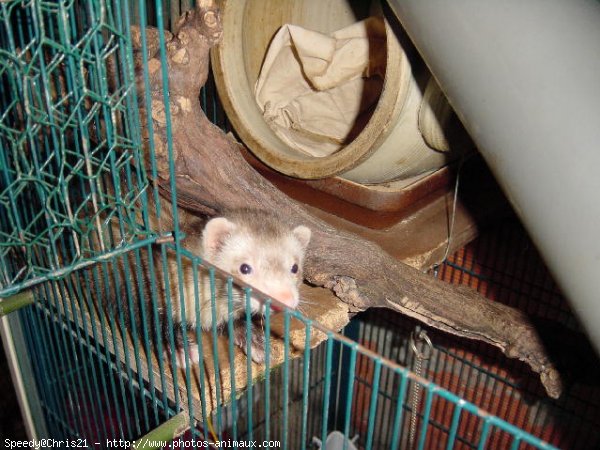 Photo de Furet