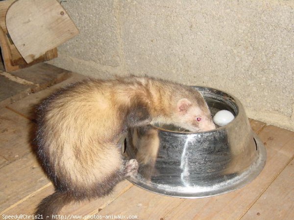 Photo de Furet