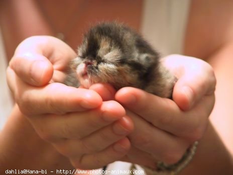 Photo d'Exotic shorthair